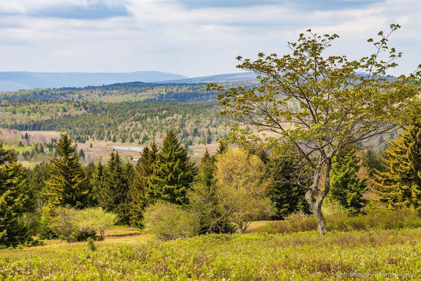 A sweeping vista in Dolly Sods Wilderness