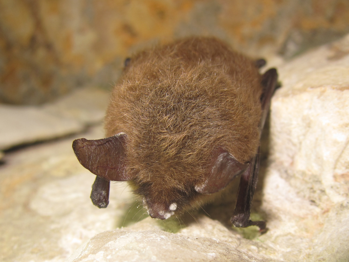 Northern long-eared bat with white nose syndrome in a cave.