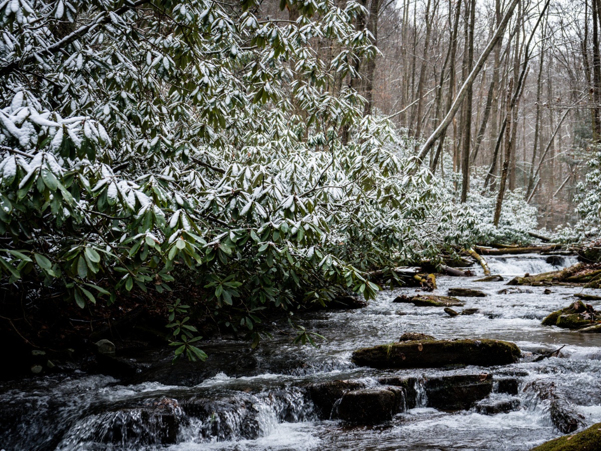 A wintry scene of a stream with rhododendrons lining the banks.
