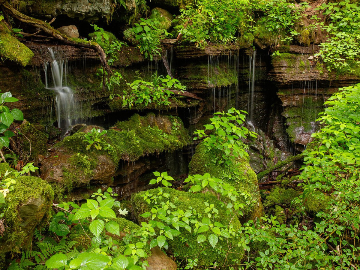 A vibrant green mossy scene with water cascading off of the rocks.