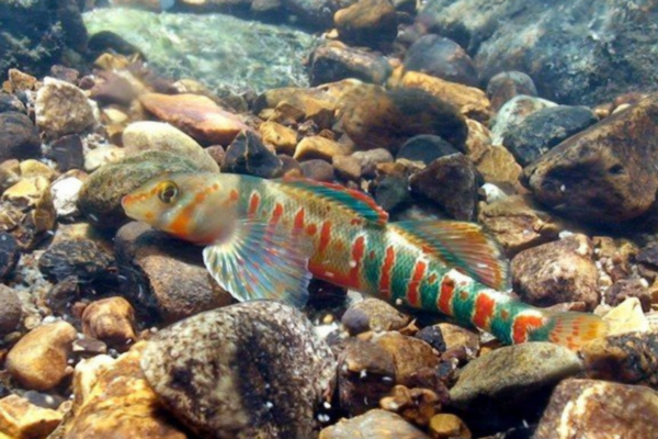 A brightly colored fish swims underwater in a rocky creek