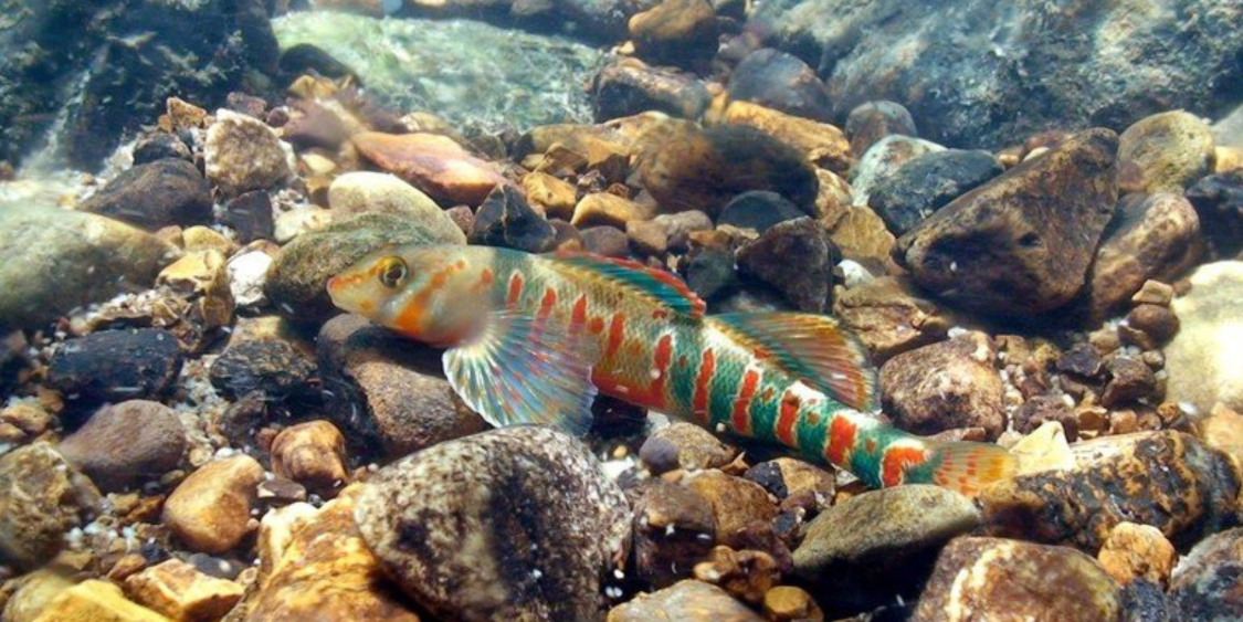 A brightly colored fish swims underwater in a rocky creek