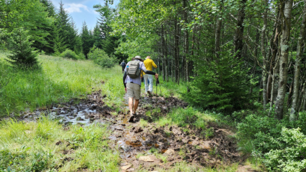 Hikers in Dolly Sods Wilderness traverse a muddy trail