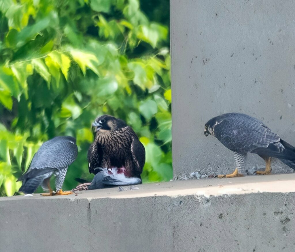 The fledging (center) receives a meal of pigeon, with her father (left) and mother (right).
