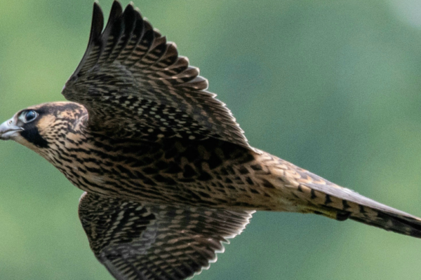 A fledgling Peregrine Falcon in flight over the Monongahela River in Morgantown.