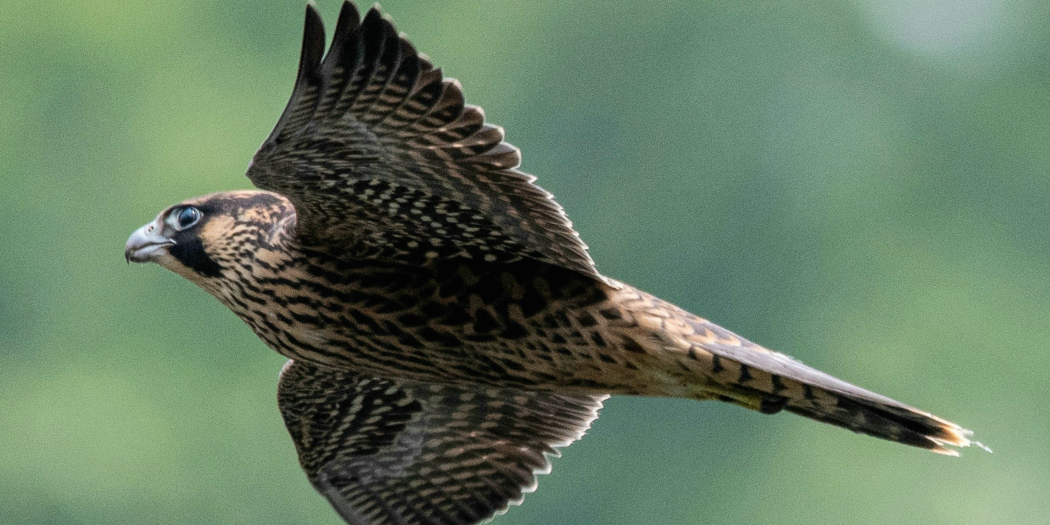 A fledgling Peregrine Falcon in flight over the Monongahela River in Morgantown.
