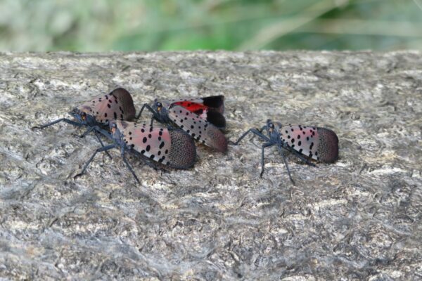 Spotted Lanternflies on a tree trunk