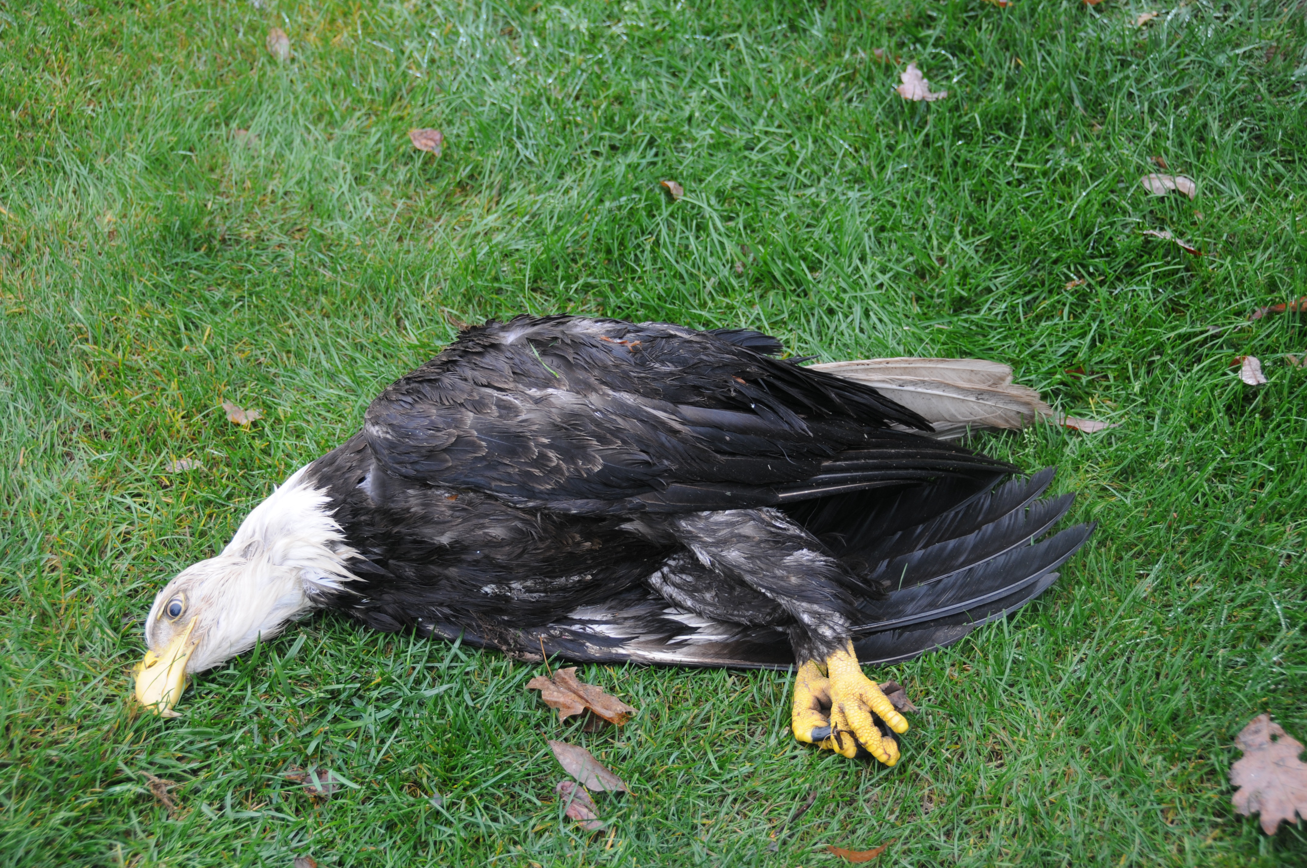 A bald eagle who died from lead poisoning lying on the ground