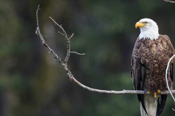A bald eagle sits on a tree branch