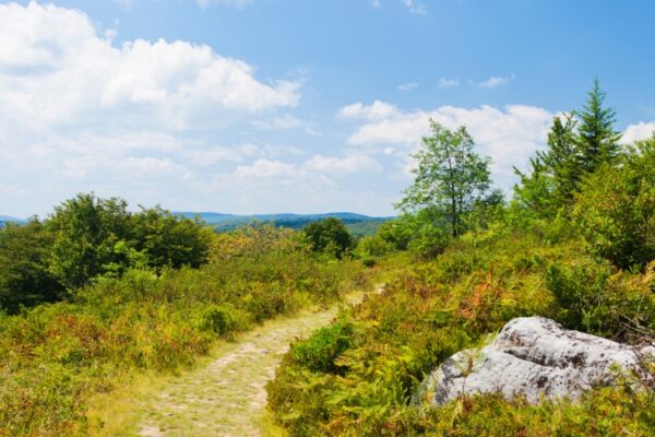 A wilderness trail cuts through an open area in Dolly Sods