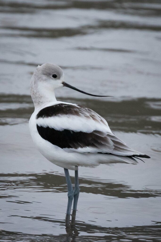 An American Avocet stands in water