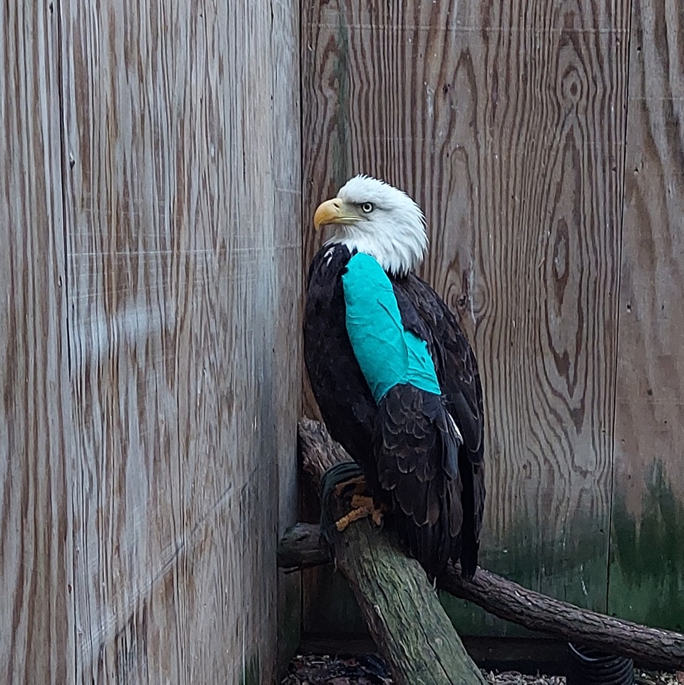 A bald eagle with a bandage on its arm from rehabilitation