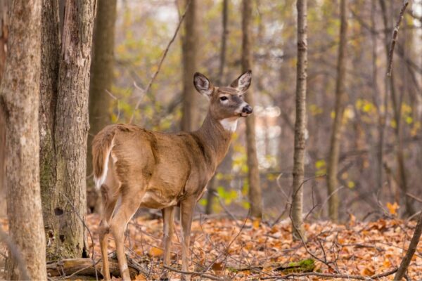 A white tailed deer stands in a forest