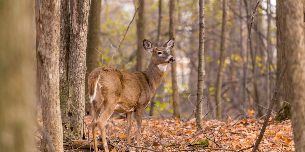 A white tailed deer stands in a forest
