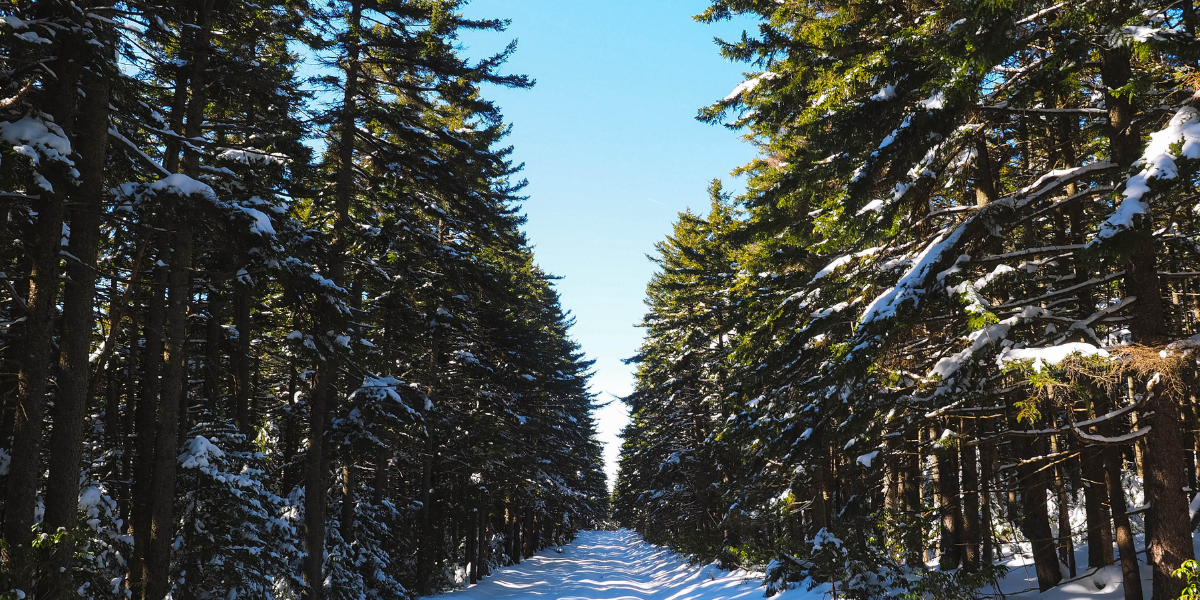 A snow covered road lined with spruce trees