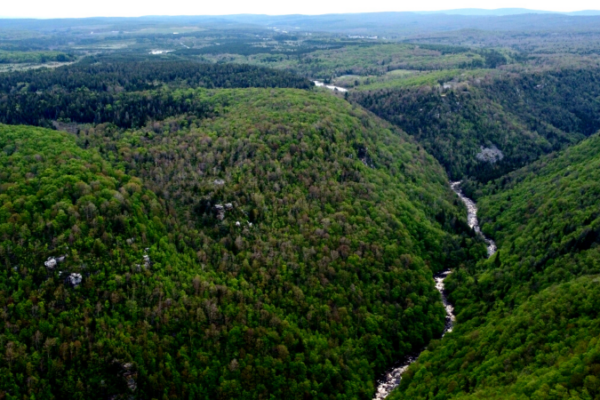 A Birds Eye view of the Blackwater Canyon