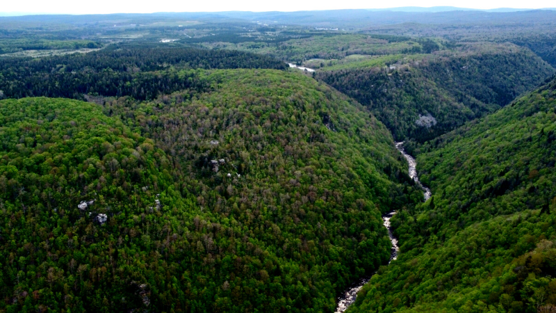 A Birds Eye view of the Blackwater Canyon