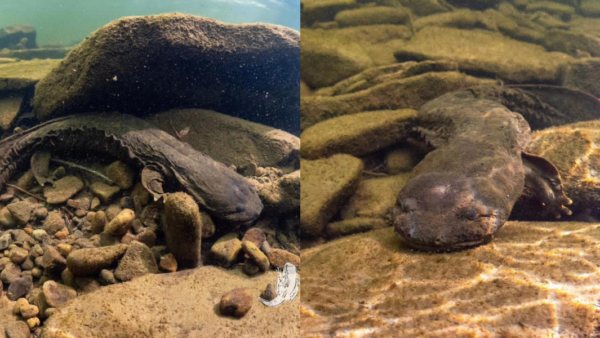 Two photos side by side of a mature eastern hellbender on the bottom of a stream bed